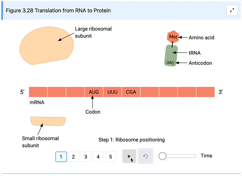 Sequence Process